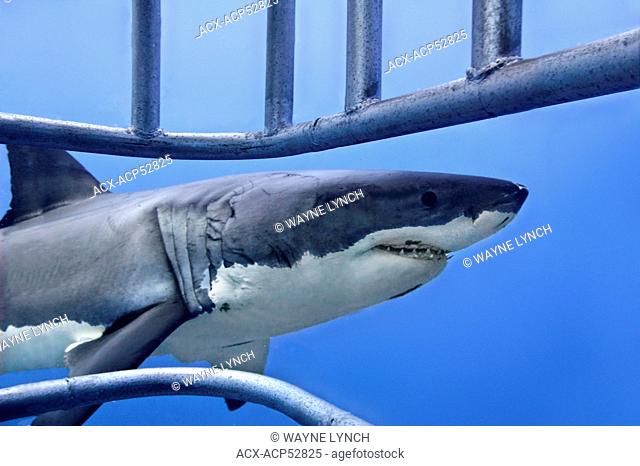 Cage-diving for great white sharks Carcharodon carcharias, Isla Guadalupe, Baja, Mexico
