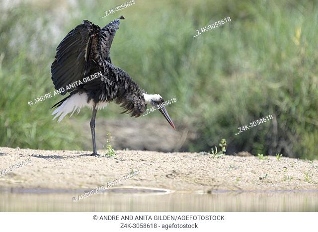 Woolly-necked stork (Ciconia episcopus) shaking his wings, Kruger National Park, South Africa
