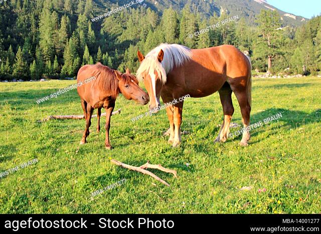 two horses at kohlerboden, halleranger, hike to halleranger haus, halleranger alm, austria, tyrol