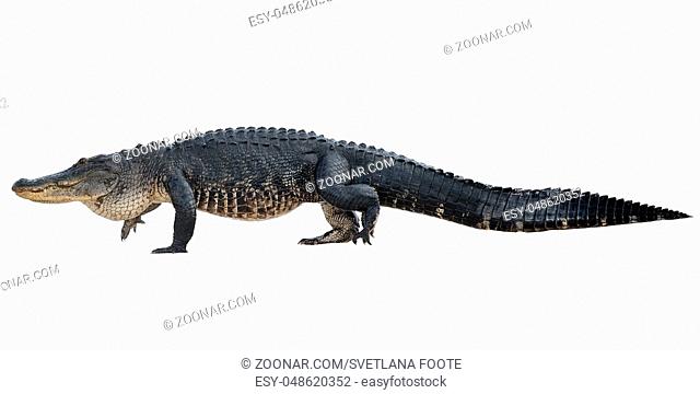 Large American Alligator isolated on white background