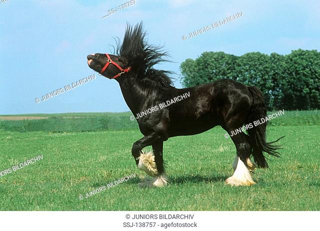Shire Horse on meadow