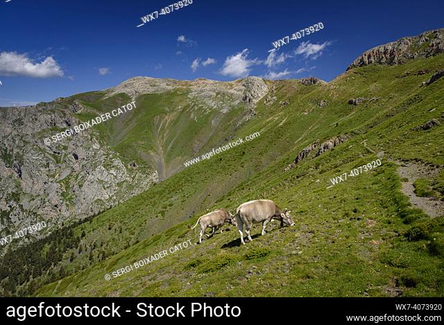 Cows on the ascent hike to the summit of La Tosa d'Alp from Coll de Pal in summer (BerguedÃ , Catalonia, Spain, Pyrenees)