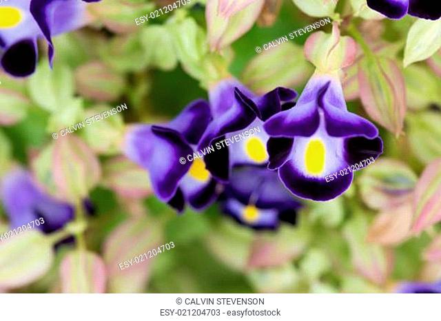Blue Wishbone flowers or Torenia fournieri extreme close up