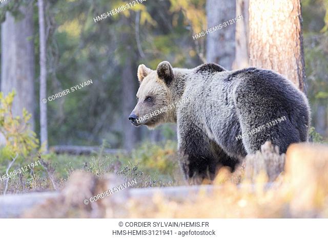 Finland, Brown bear (Ursus arctos horribilis)