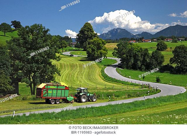 Road, agriculture, landscape, summer, Riegsee lake, Murnau, Upper Bavaria, Bavaria, Germany, Europe