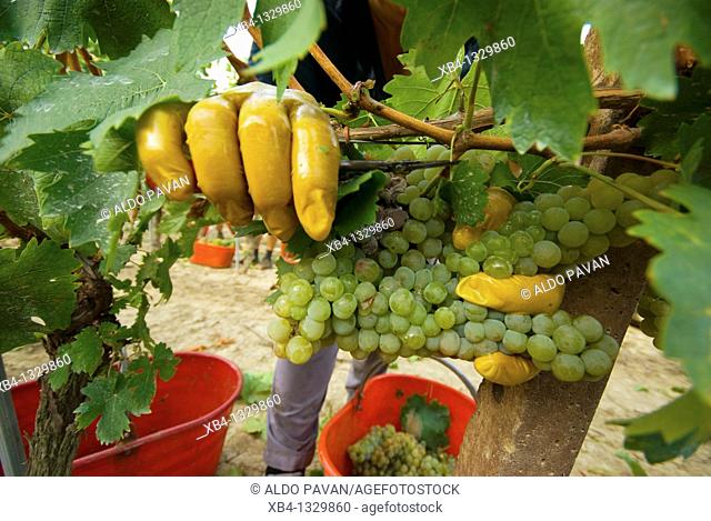 Italy, Piedmont, Montferrat, grape harvest