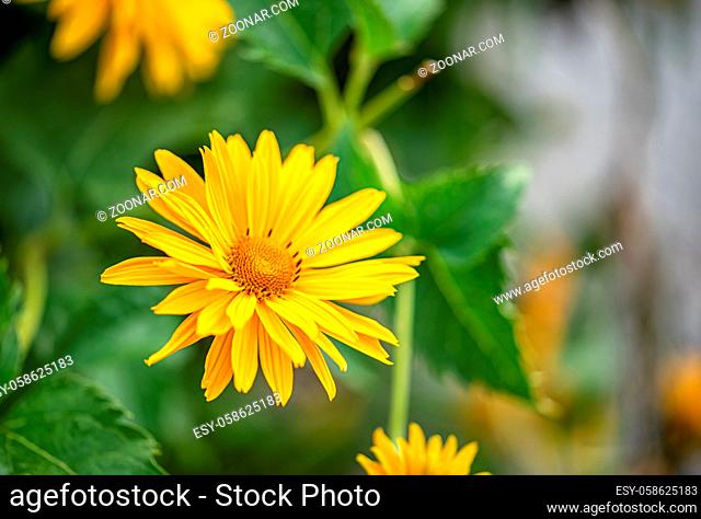 Macro yellow daisy or chrysanthemum flowers in the public garden