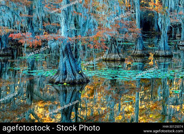 USA, Texas, Karnack, Caddo Lake State Park, Mill Pond