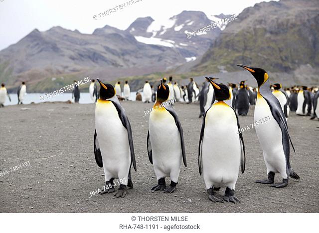 King penguins Aptenodytes patagonicus, Gold Harbour, South Georgia, Antarctic, Polar Regions