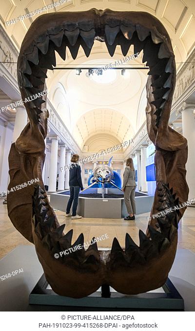 23 October 2019, Baden-Wuerttemberg, Stuttgart: Visitors to the Natural History Museum can see the skeleton of an ichthyosaur in the special exhibition ""Huge...