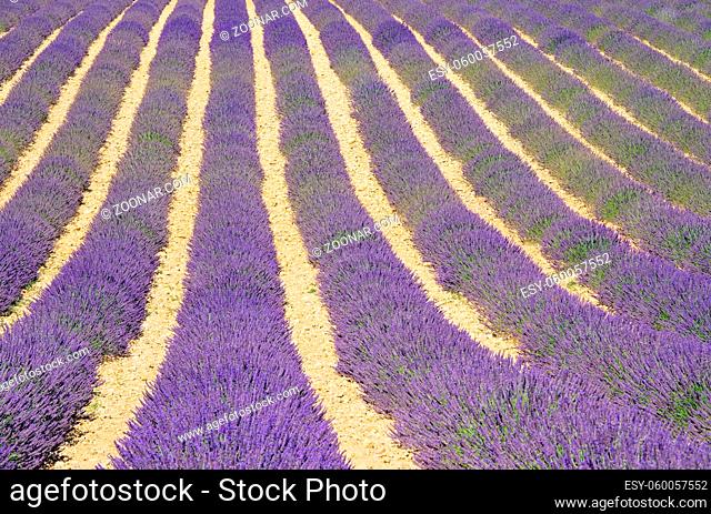 Lavendelfeld - lavender field 01