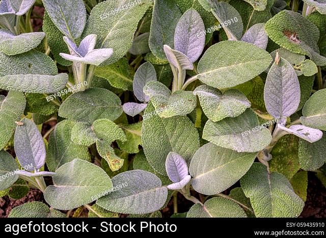 background of green leaves of sage herb damaged by grashoppers with a couple of young insects, gardening concept
