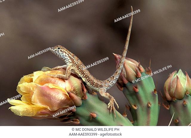 Lesser Earless Lizard (Holbrookia maculata), AZ, Arizona