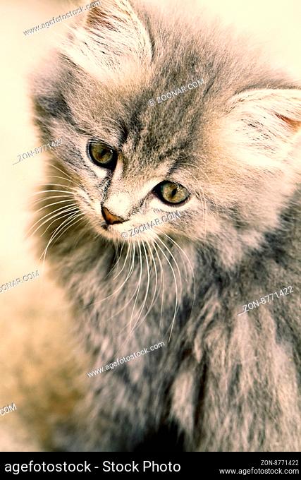 A beautiful grey kitten - Close up photo