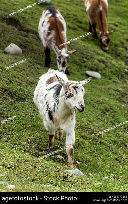 A cute goat walks in the grass near Bozeman, Montana