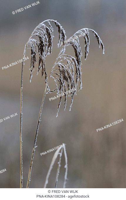 Common Reed Phragmites australis - Kreelse Plas, Ede, Veluwe, Guelders, The Netherlands, Holland, Europe
