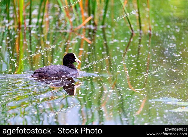 water bird Eurasian coot, Fulica atra on pond with spring green reflection. Czech Republic, Europe Wildlife