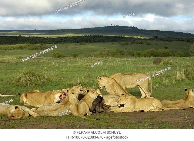 Lion Panthera leo pride, feeding on wildebeest kill, Masai Mara, Kenya
