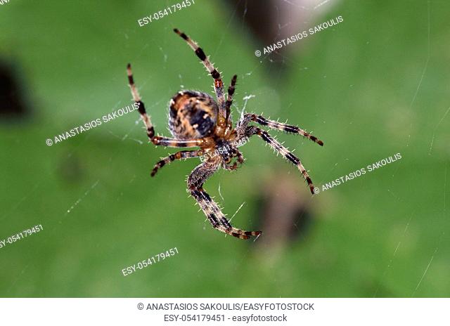The spider species Araneus diadematus is commonly called the European garden spider, diadem spider, orangie, cross spider and crowned orb weaver , Greece