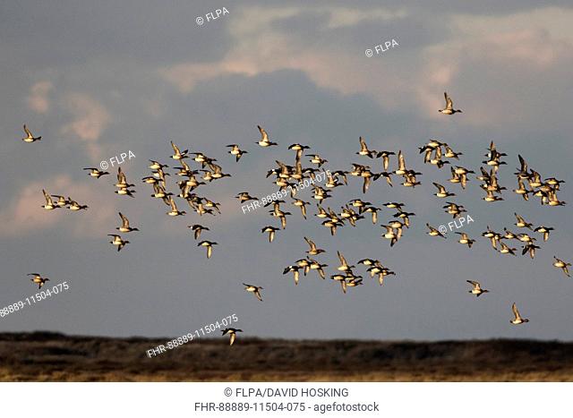 Eurasian Wigeon Flock flight at Deepdale Marsh Norfolk