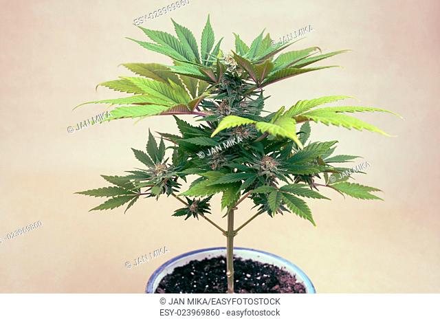 Cannabis female plant in flowerpot, Indica dominant hybrid in flowering phase