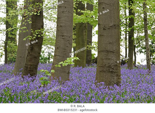 Atlantic bluebell (Hyacinthoides non-scripta, Endymion non-scriptus, Scilla non-scripta), blooming on the forest ground in spring, Germany