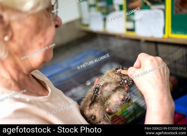 17 June 2020, North Rhine-Westphalia, Pulheim: Karin Oehl is feeding an injured hedgehog with a pipette in her cellar. With beady eyes and spines
