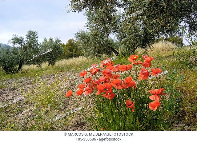 Common Poppy (Papaver rhoeas) growing in olive grove. Andalucía, Spain