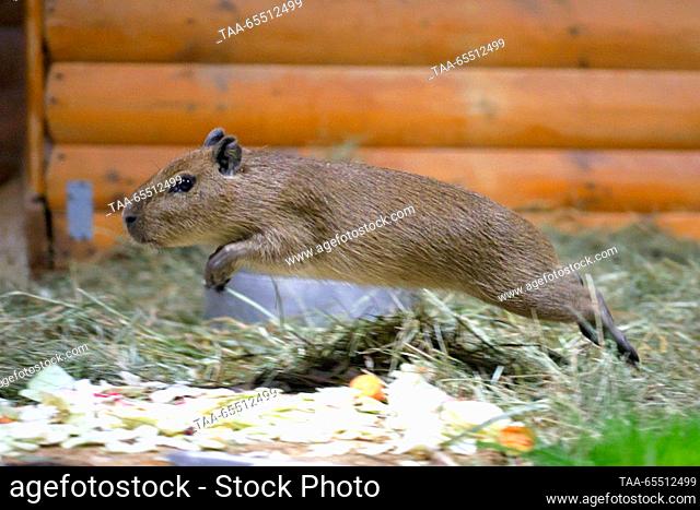 RUSSIA, ST PETERSBURG - DECEMBER 6, 2023: En el zoológico de Leningrado se observa un pup capybara. El 25 de septiembre de 2023, una pareja capybara