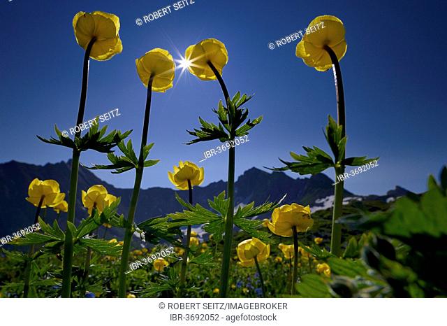 Globe Flowers (Trollius europaeus) with a panoramic view of the mountains with the sun, Lech valley, Kaisers, Reutte District, Tyrol, Austria