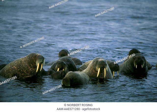 Walrus (Odobenus rosmarus) Canadian Arctic