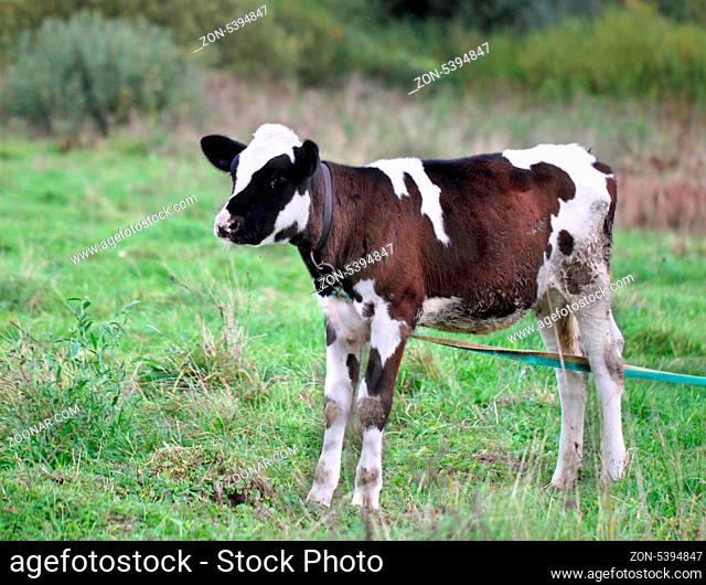 A young bull standing in a field