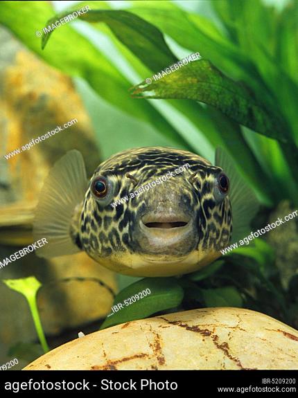 Yellow-rumped pufferfish, golden pufferfish (Tetraodon mbu), giant pufferfish