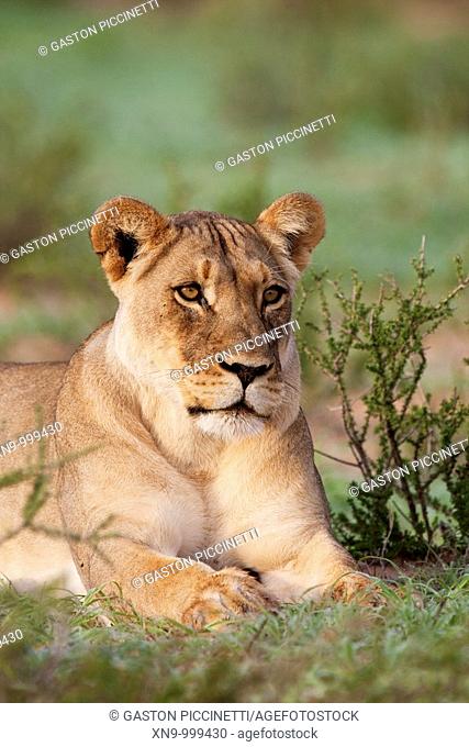 African lion Panthera leo - Female, rainy season, Kgalagadi Transfrontier Park, Kalahari desert, South Africa