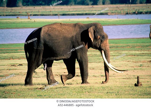 Elephant, tusker. Karnataka, India