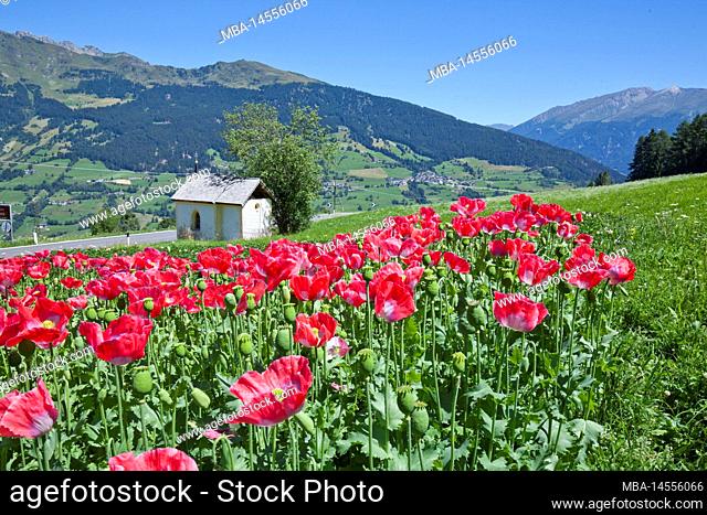 Field with poppies in South Tyrolean mountain landscape