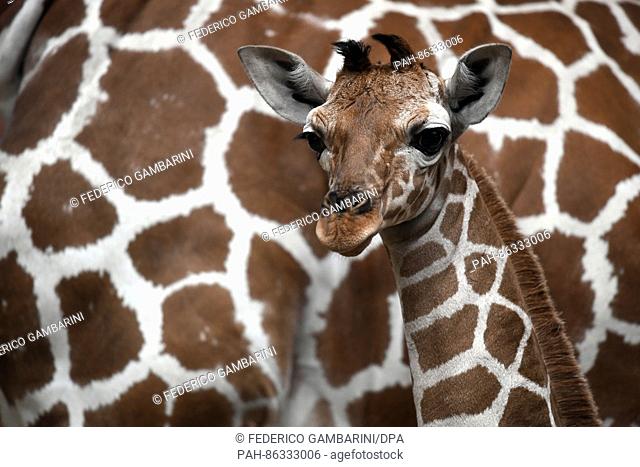 Sala the young reticulated giraffe pictured beside her mother Koobi in her enclosure at the zoo in Cologne, Germany, 8 December 2016