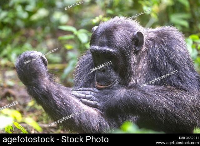 Africa, Ouganda, Parc national de Kibale, Chimpanzee (Pan troglodytes) male , Alpha male, Resting on the ground, Grooming, Uganda, Kibale National Park