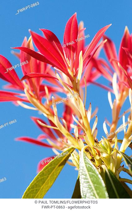 Fraser Photinia, Photinia x fraseri, looking up through plant toward blue sky