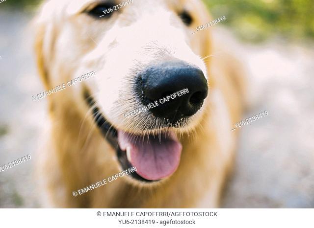 Portrait of dog, golden retriever