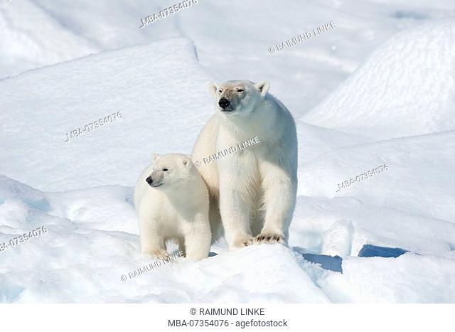 Polar Bear, Ursus maritimus, Mother with Two Cubs, North East Greenland Coast, Greenland, Arctic