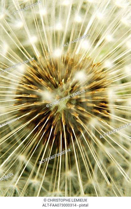 Dandelion seedhead, extreme close-up