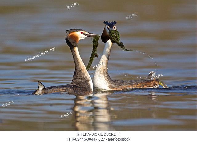 Great Crested Grebe Podiceps cristatus adult pair, with weed offering, in courtship display on water, River Thames, Oxfordshire, England, april