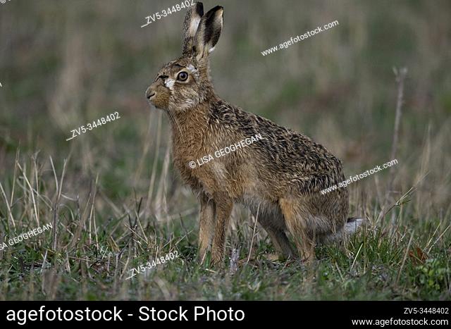 Brown Hare- Lepus europaeus, Spring. Uk