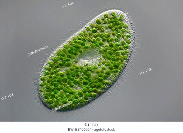 green slipper animalcule (Paramecium bursaria), microscopic view