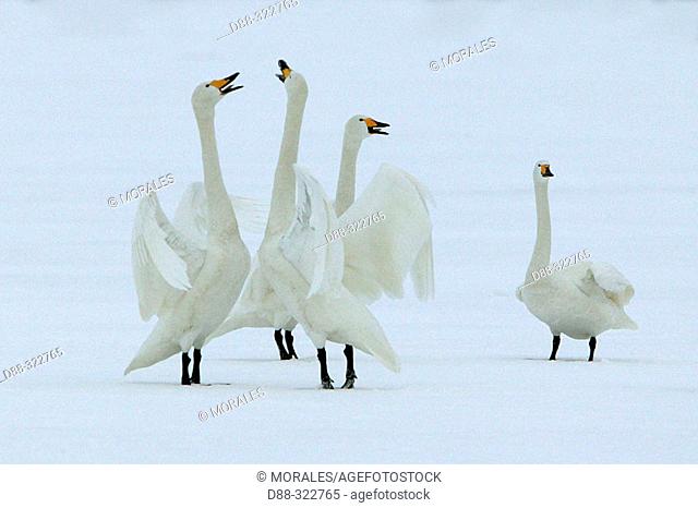Whooper Swans (Cygnus cygnus). Hokkaido, Japan