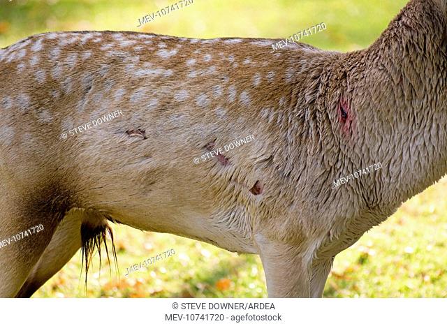 Fallow Deer - male torso showing wounds sustained during rut (Dama dama)