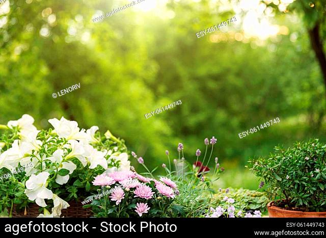 Different blooming flowers and herbs on green garden trees background. Hobby concept with flowerpots on wooden deck terrace on sunny garden