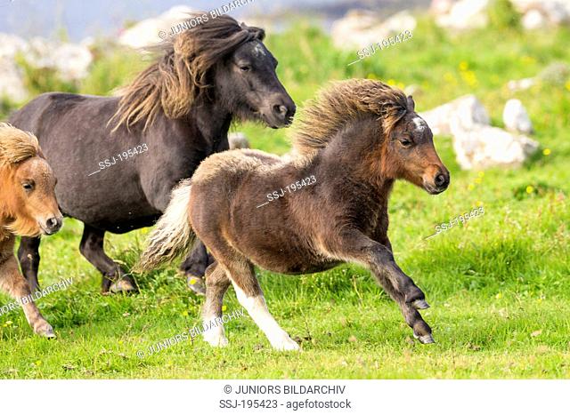Miniature Shetland Pony Mares and foals galloping on a meadow Shetlands, Unst
