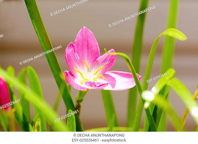 Zephyranthes carinata, commonly known as the rosepink zephyr lily or pink rain lily, is a perennial flowering plant native to Mexico